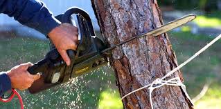 Best Commercial Tree Removal  in Troutman, NC