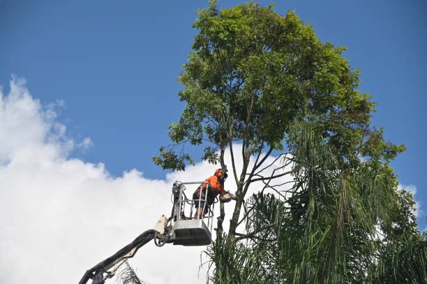 Best Stump Grinding and Removal  in Troutman, NC