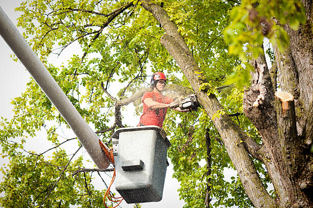 Best Hazardous Tree Removal  in Troutman, NC